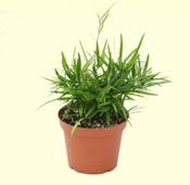 Asparagus falcatus plant